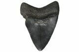 Fossil Megalodon Tooth - South Carolina #130714-1